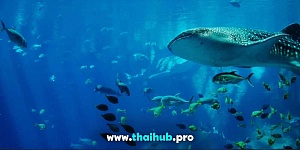 Экскурсии с животными  — Океанариум Aquaria — №54