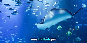 Экскурсии с животными  — Океанариум Aquaria — №34