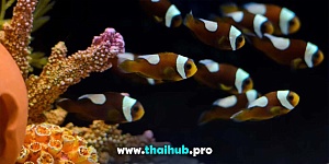 Экскурсии с животными  — Океанариум Aquaria — №50
