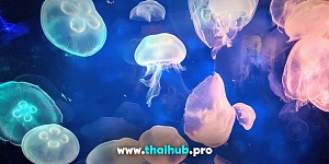 Экскурсии с животными  — Океанариум Aquaria — №11