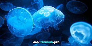 Экскурсии с животными  — Океанариум Aquaria — №19